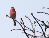 House Finch 7289